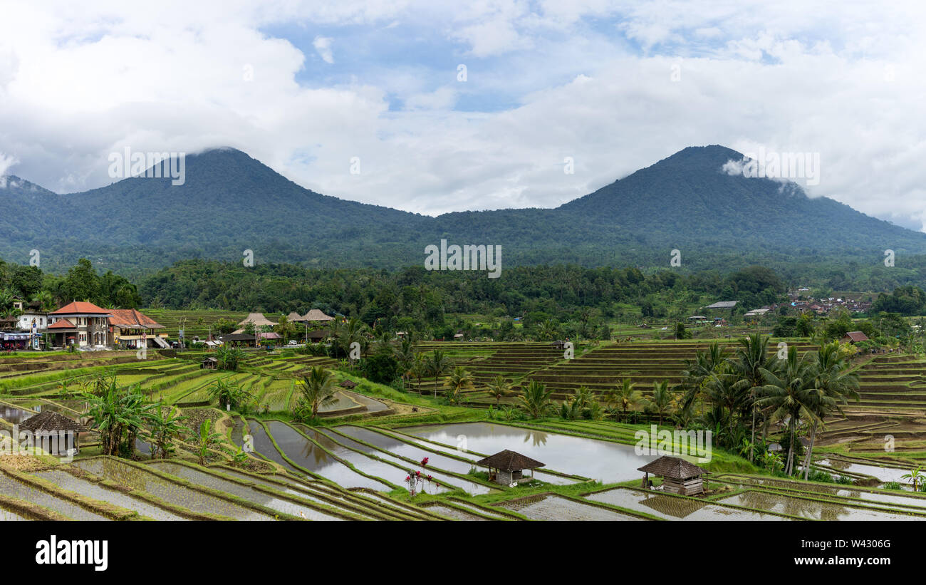 Jungle covered mountains reflecting in rice terraces Stock Photo