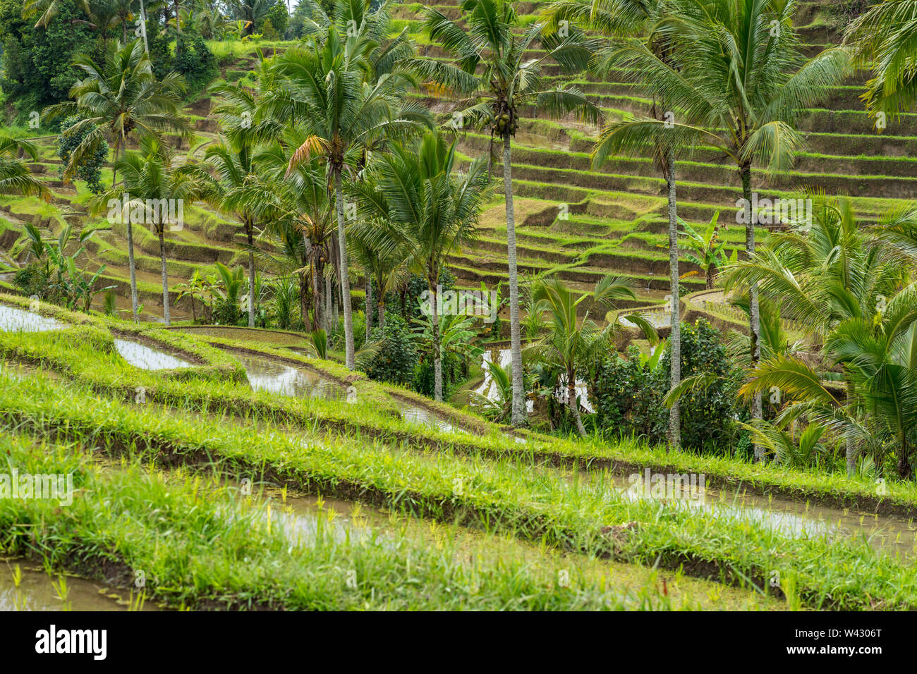 Coconut trees in the middle of the rice fields Stock Photo - Alamy