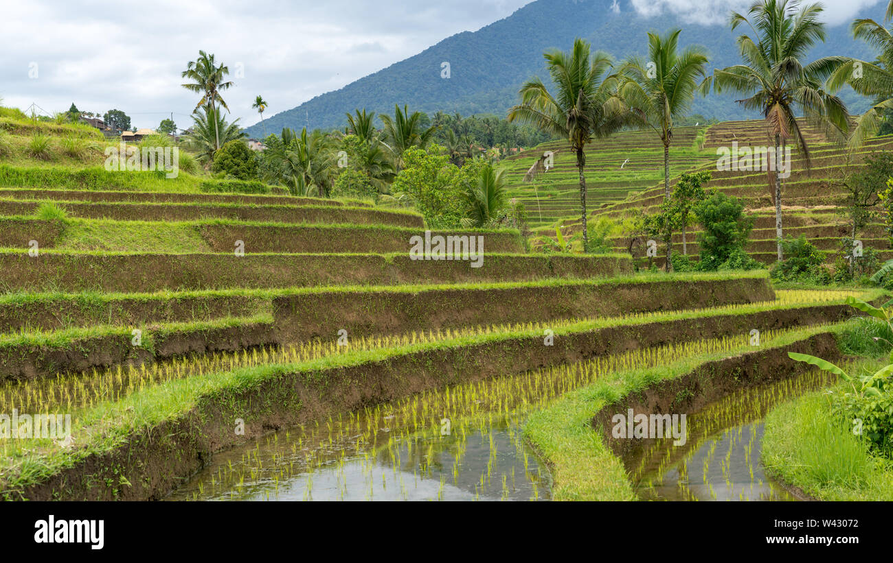 Rice terraces leading to a giant jungle covered mountain Stock Photo