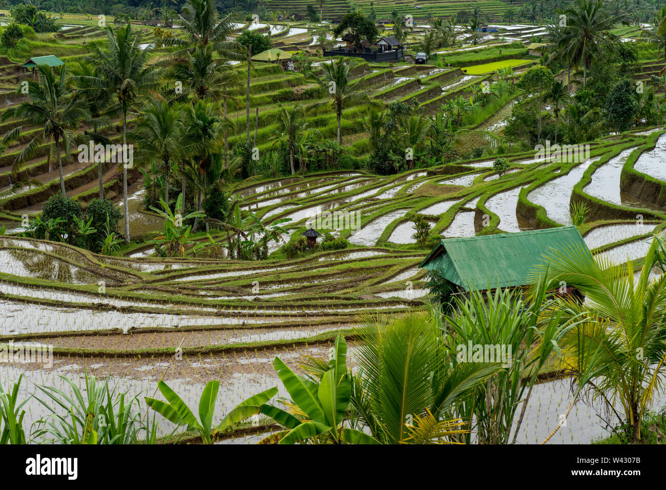 Countless rice terraces in Bali Stock Photo - Alamy