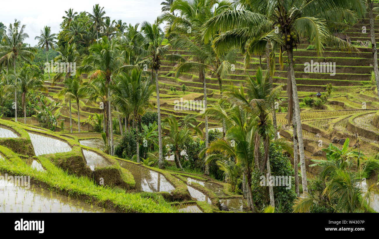 Mix of coconut trees in the middle of the rice fields Stock Photo