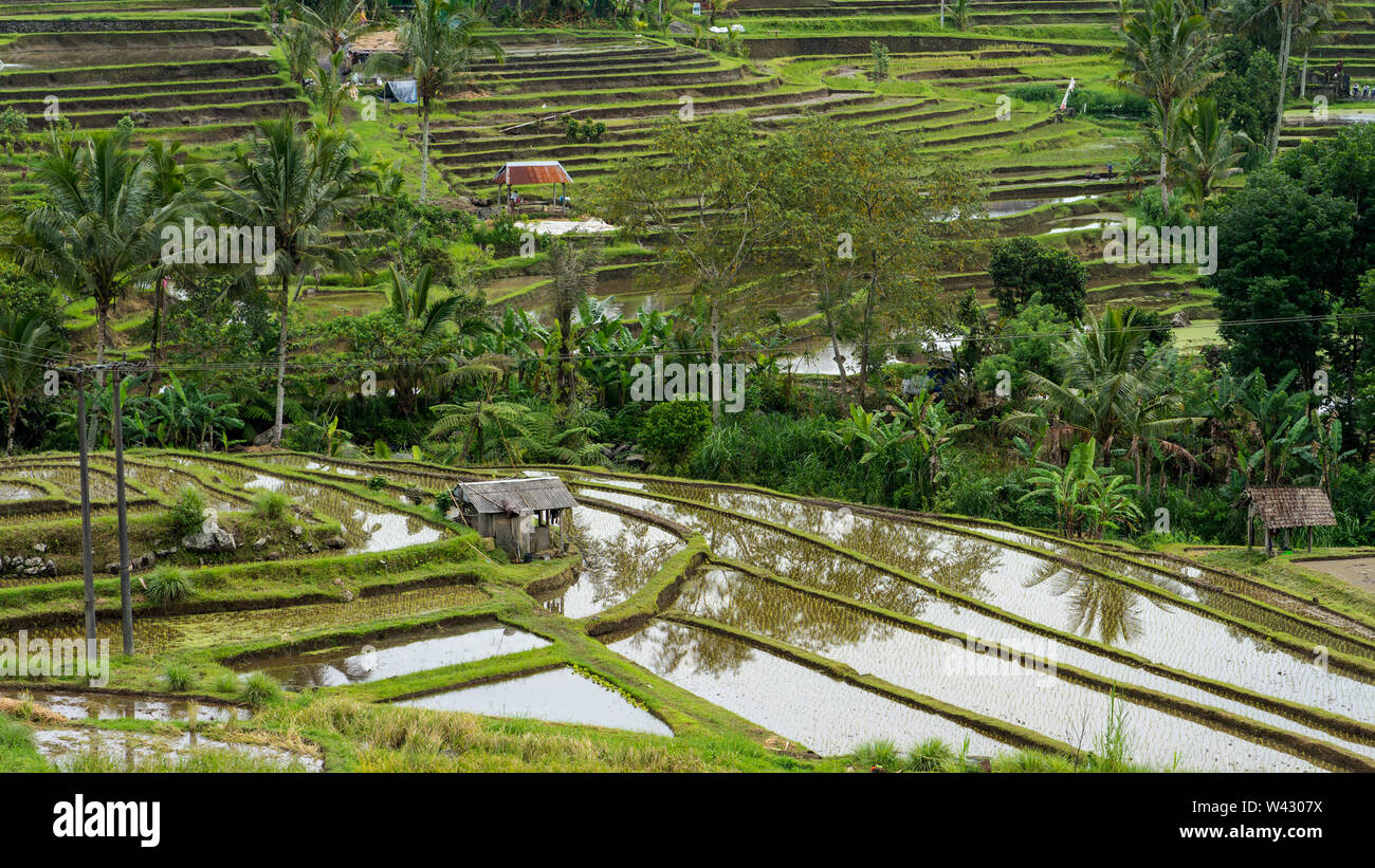 Balinese rice fields in the middle of the jungle Stock Photo