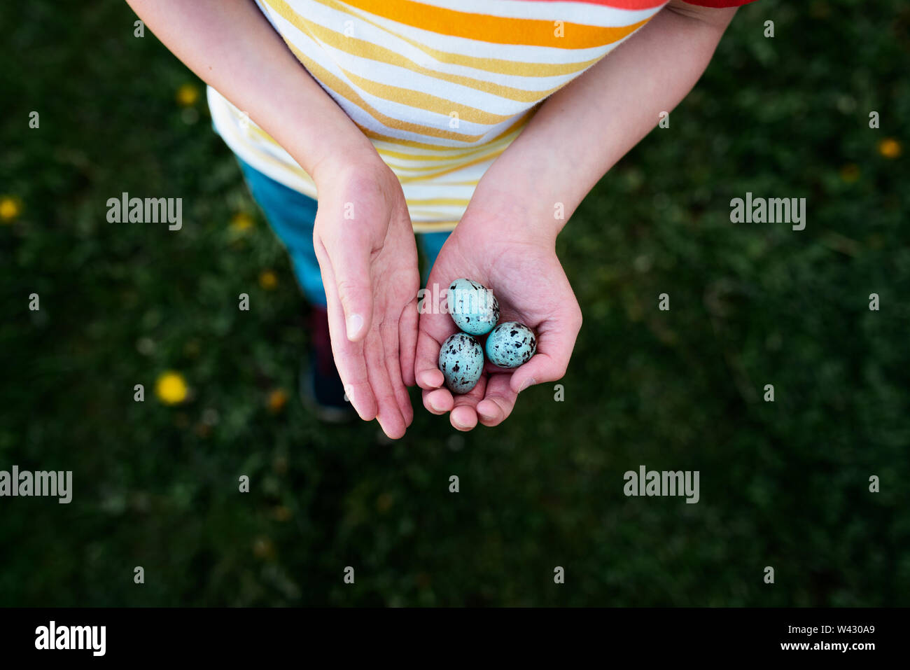 a child holding three blue bird eggs Stock Photo