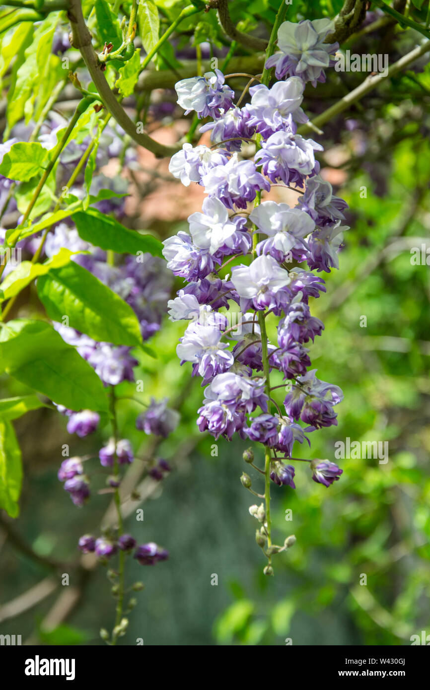 light-purple-and-white-flowers
