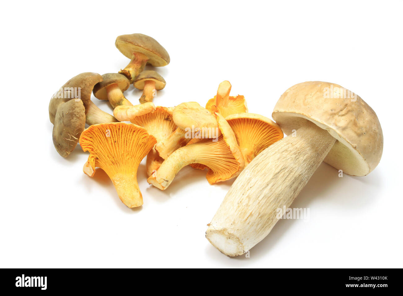 Edible mushrooms isolated over white Stock Photo - Alamy