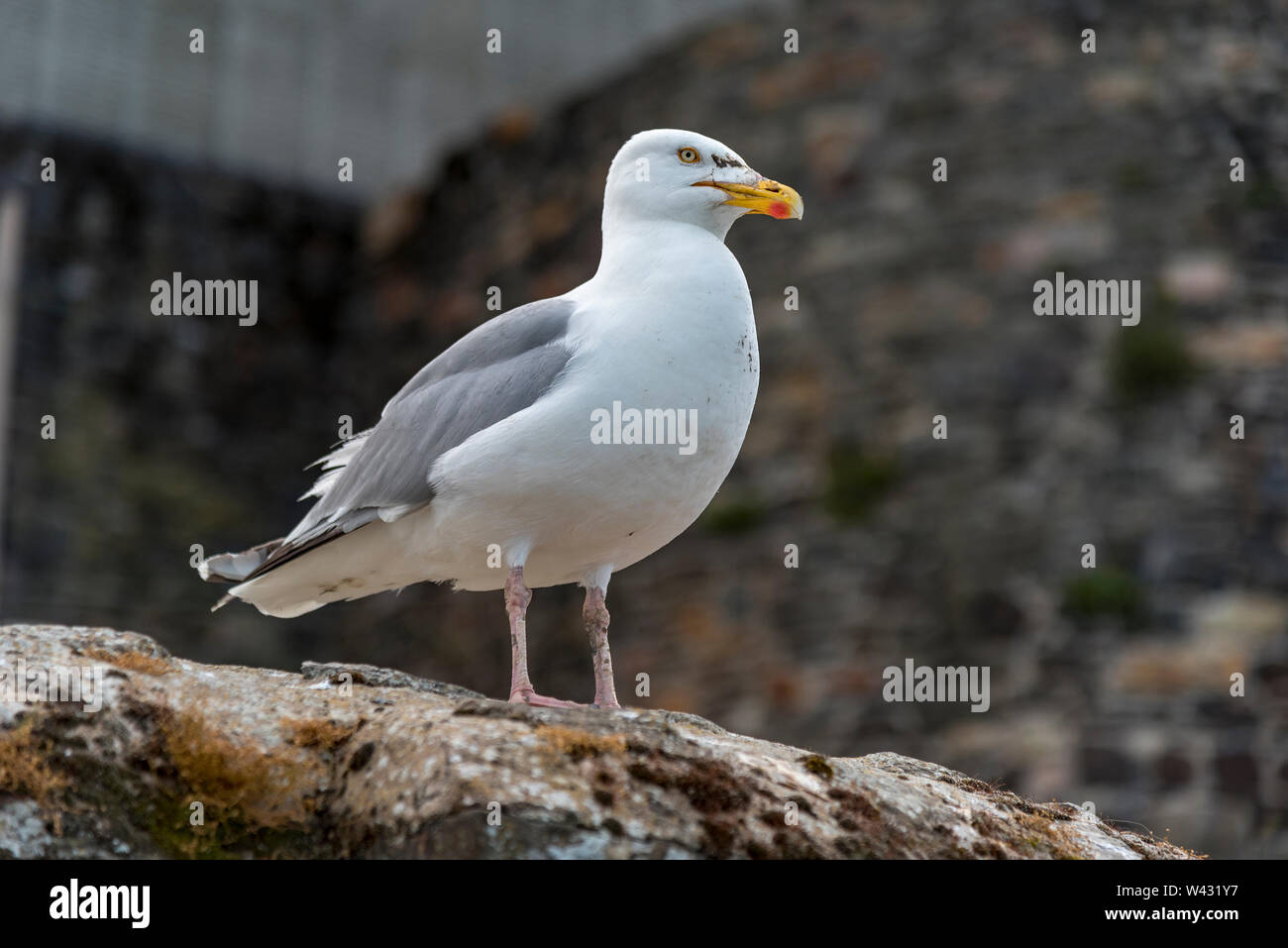 Herring Gull seabird Stock Photo