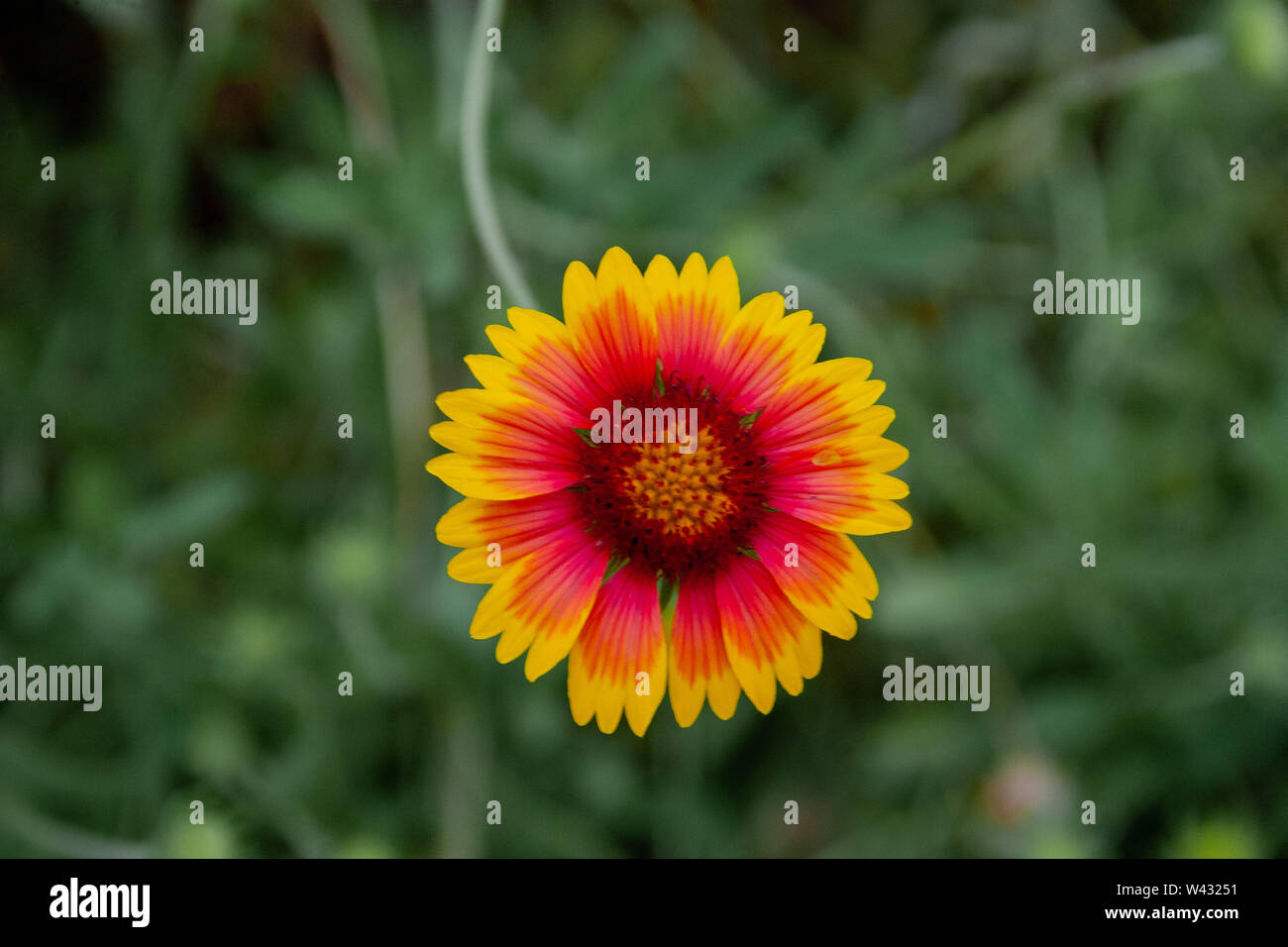 Single use blanket hires stock photography and images Alamy