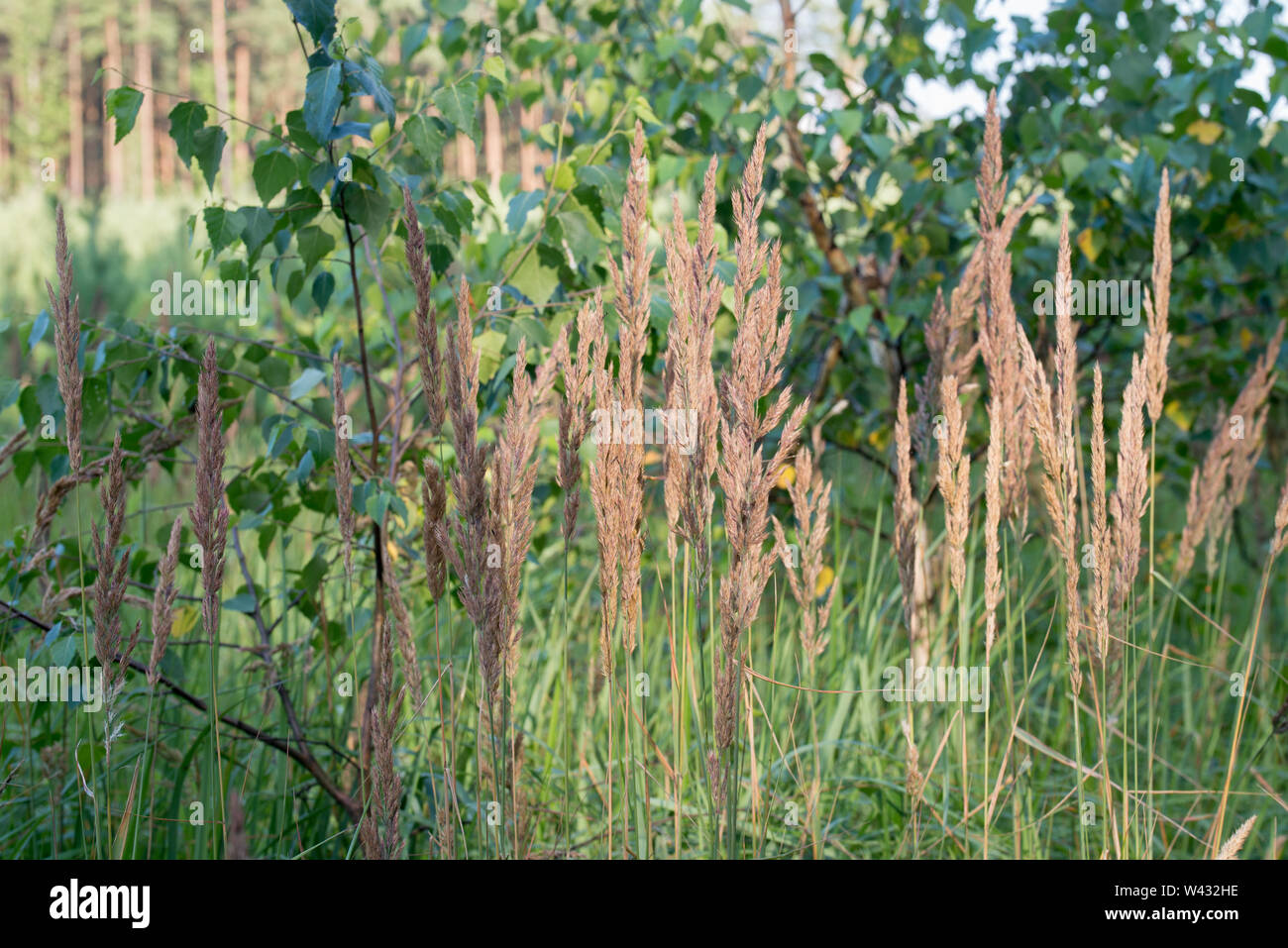 Calamagrostis epigejos, wood small-reed, bushgrass grass inflorescence in forest Stock Photo