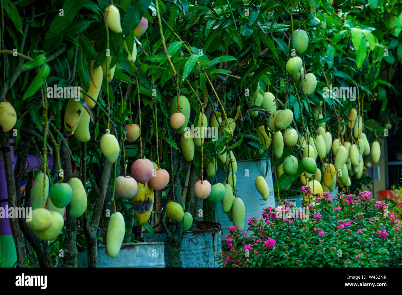 Tree with mango fruits hanging from branches in a garden. Fresh group Mango Nursery Bangladeshi Mango Plant, Mango tree firm Stock Photo