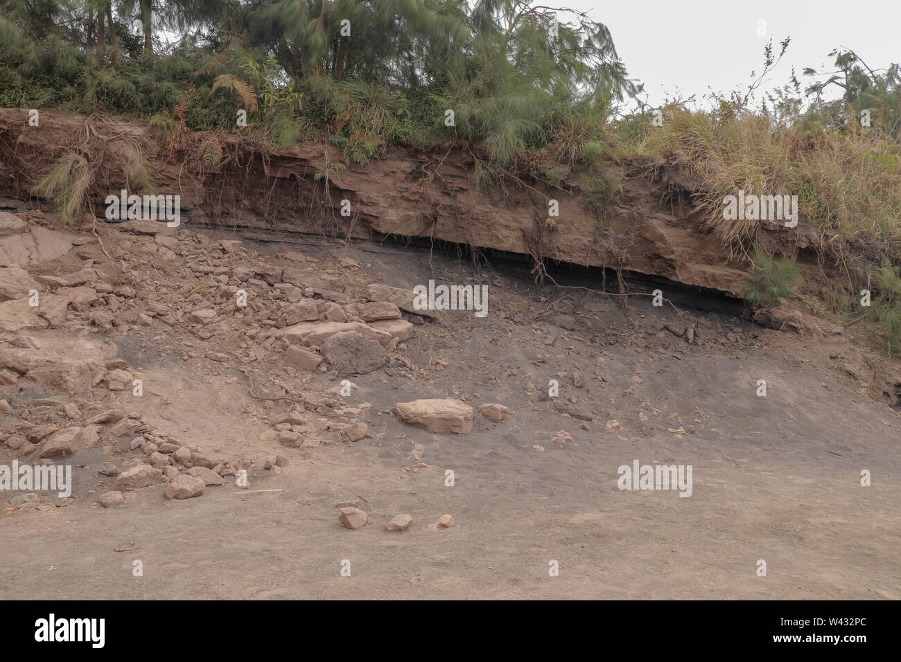 Row of trees exposed to seaside cliff face erosion with crumbling earth ...