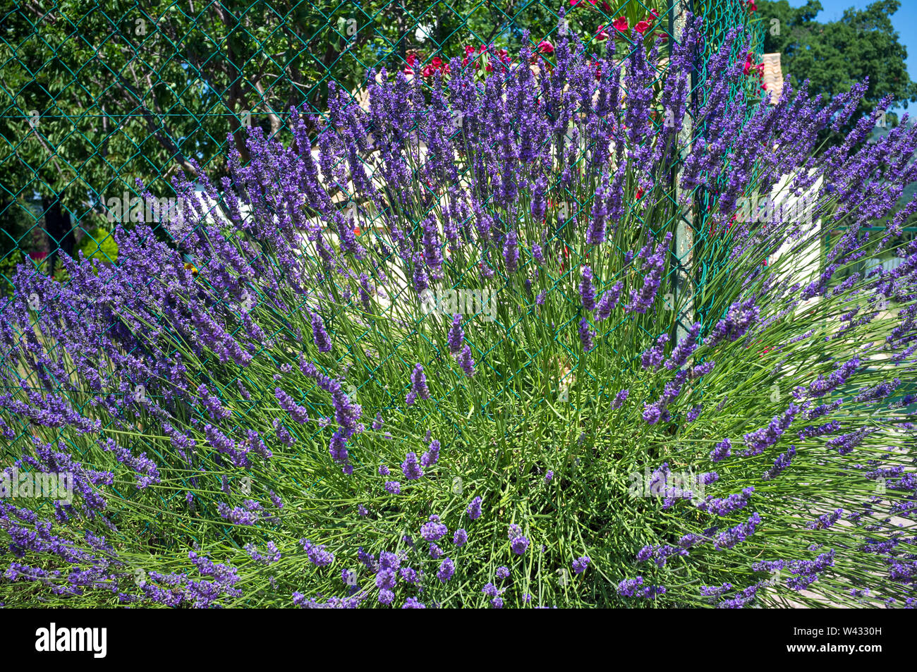purple lavender in summer in Provence Stock Photo