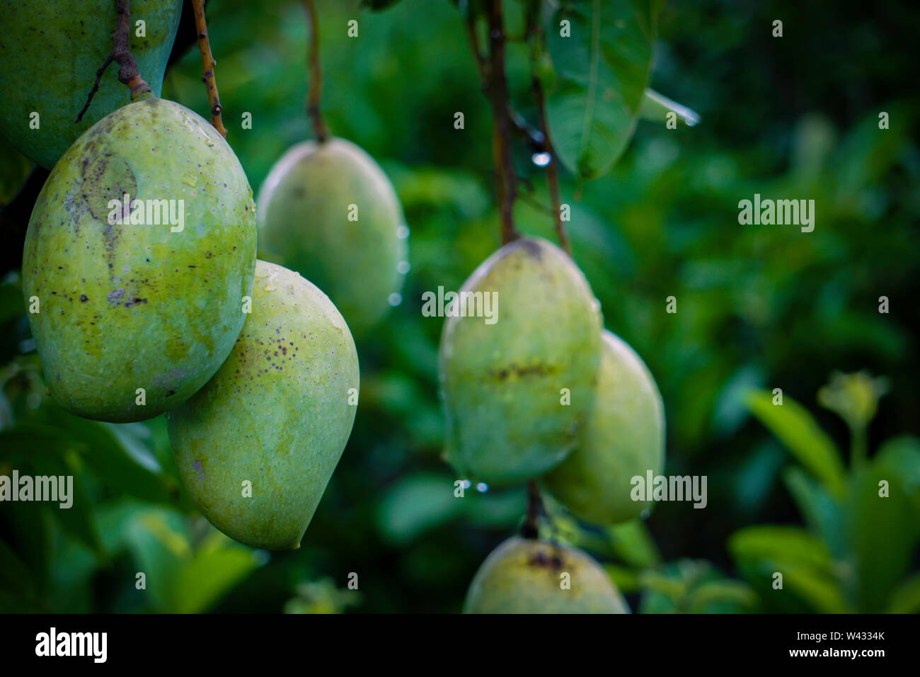 Bangladeshi mango tree hires stock photography and images Alamy