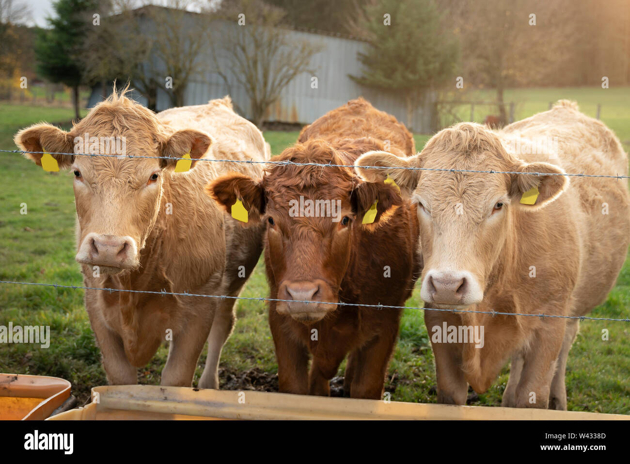 Three cows stand on barbed wire fence. Outside are beige calves, in the middle is a red brown cow. They look interested in the camera. Stock Photo