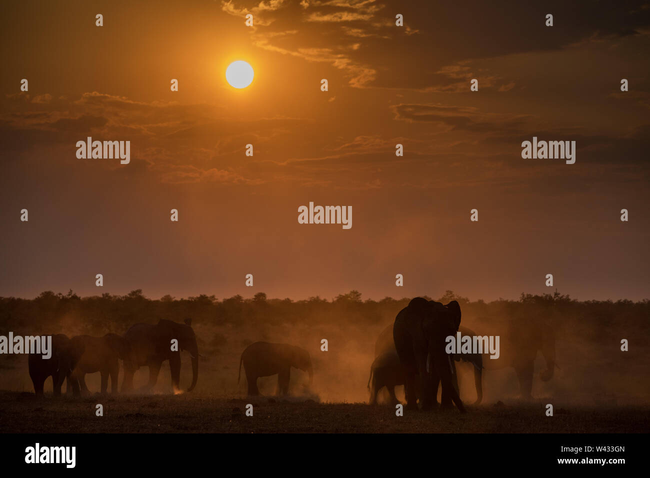 Mooiplaas is a popular waterhole for elephants, Loxodonta africana, to come to drink at sunset in the Mopani Region, Kruger National Park, Limpopo, So Stock Photo