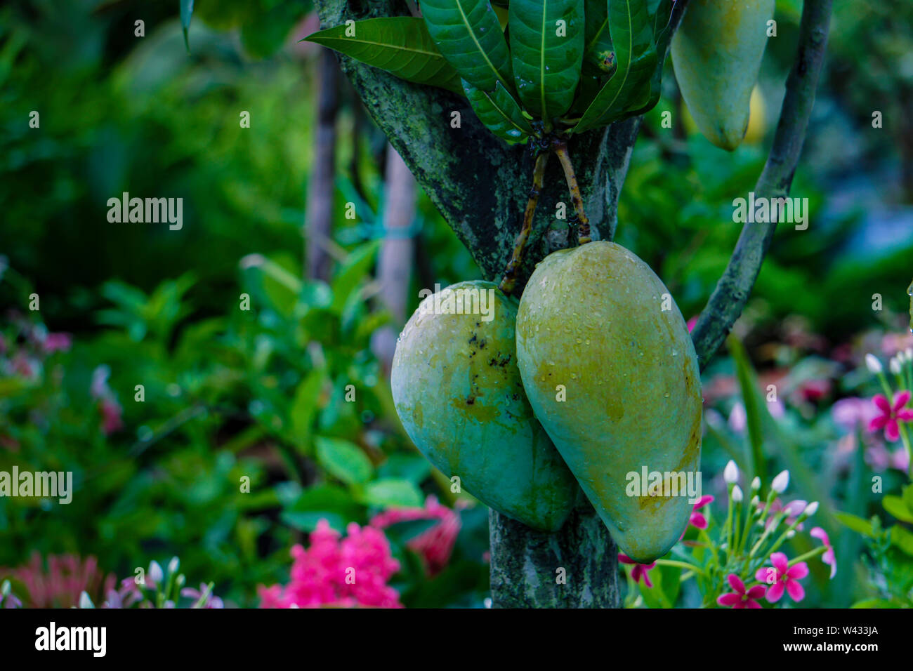 Fresh all season Bangladeshi Mango Plant, Mango tree, Fojli aam, fajlee