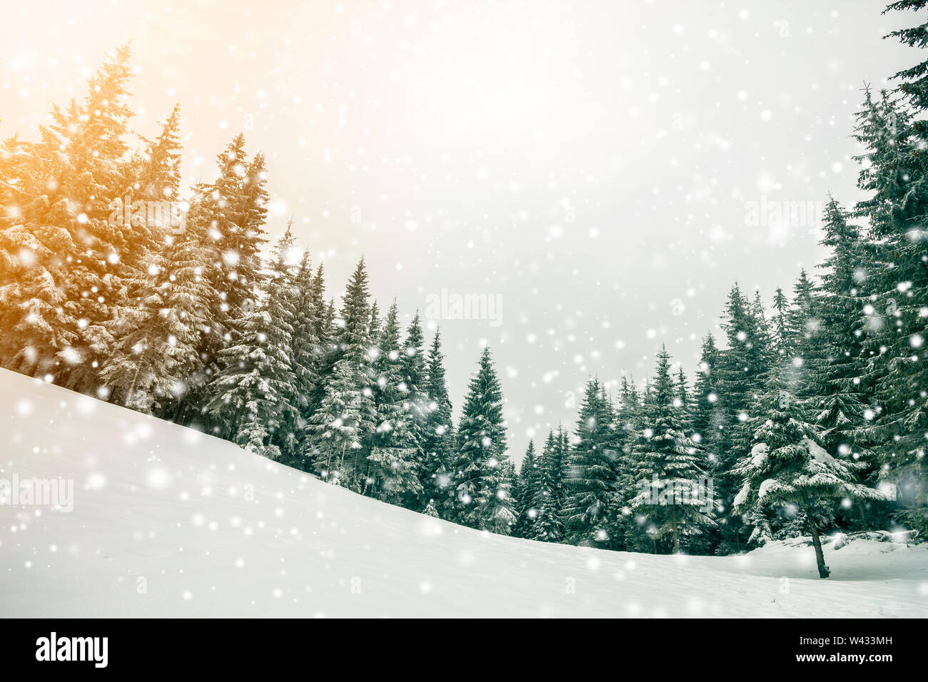 Fairy tale winter landscape. Pine trees with snow and frost on mountain ...