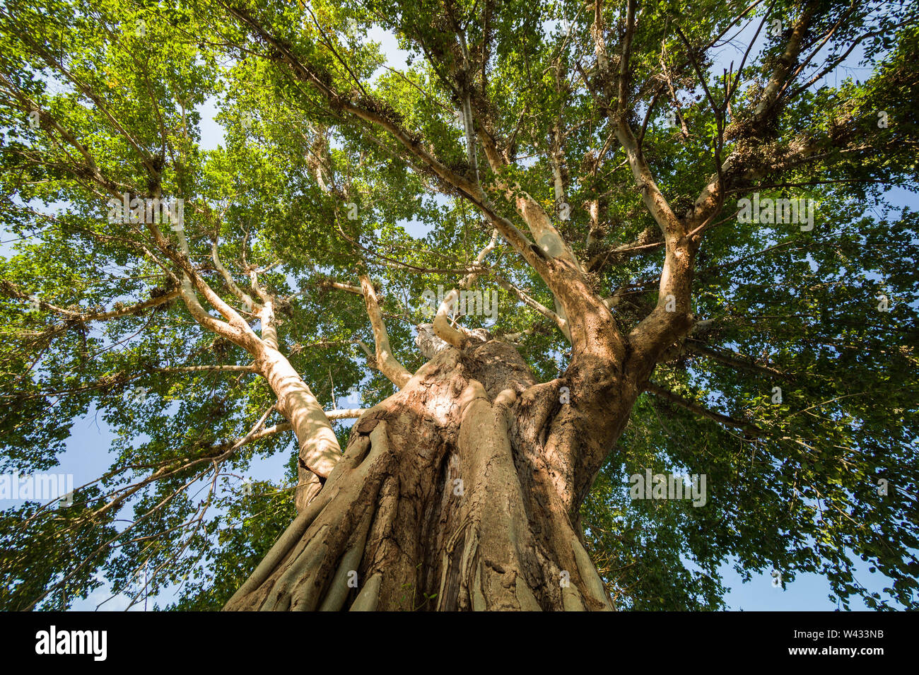 South African National Tree