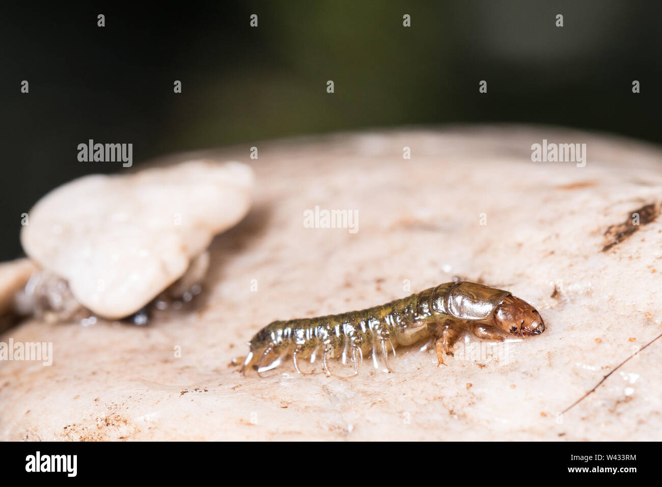 Caddisfly larvae, Trichoptera, are good indicators of clean rivers with little pollution like the Touws River, Wilderness, Western Cape, South Africa Stock Photo