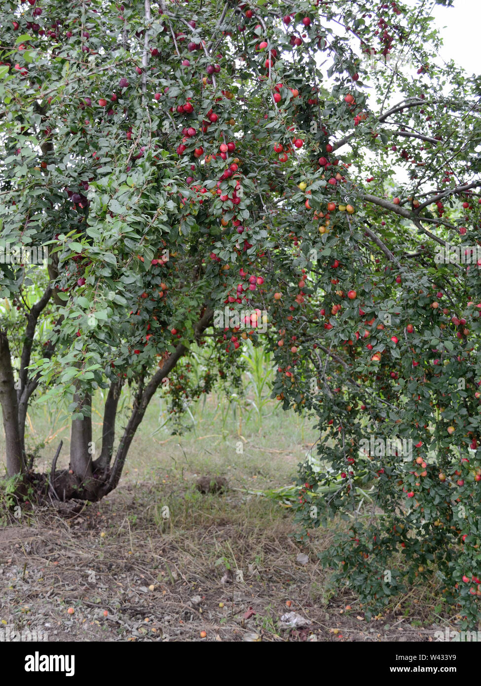 Plums on plum tree, Prunus cerasifera, cherry-plums Stock Photo