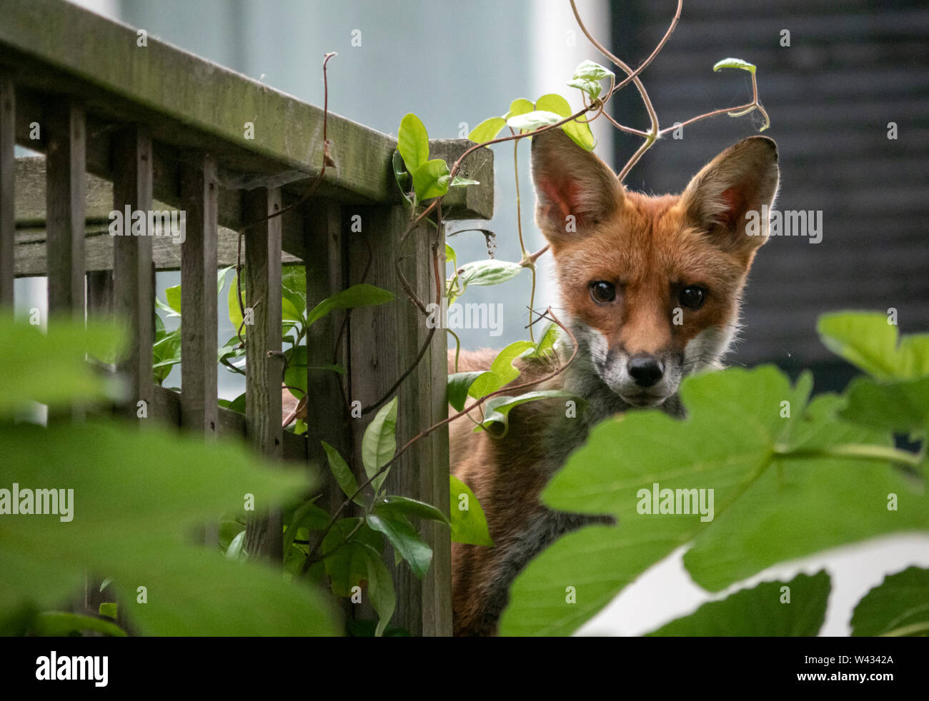 Urban fox: a wild European red fox youngster pokes its head out from behind a fig tree in a private garden on Brighton seafront, England, UK Stock Photo
