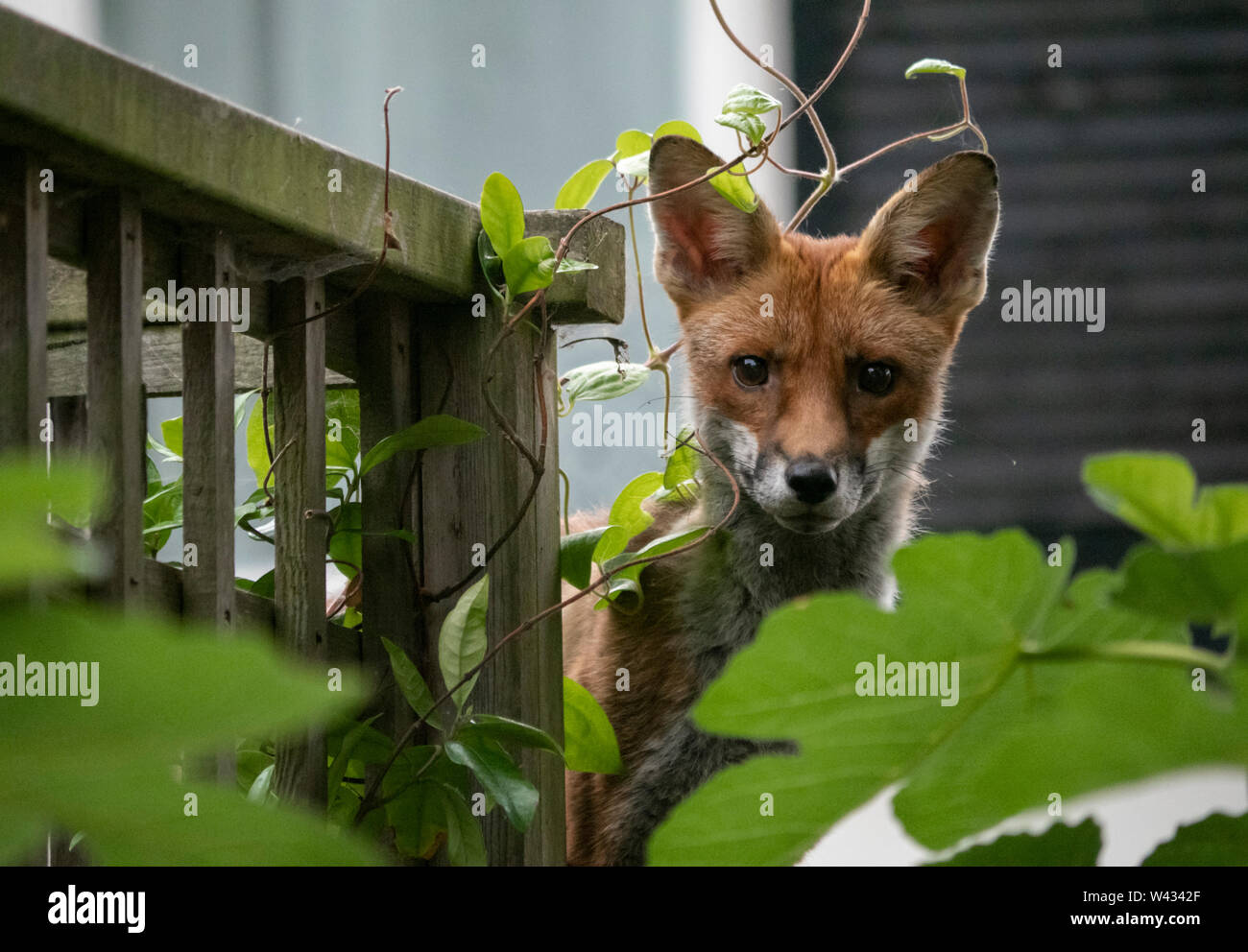 Urban fox: a wild European red fox youngster pokes its head out from behind a fig tree in a private garden on Brighton seafront, England, UK Stock Photo
