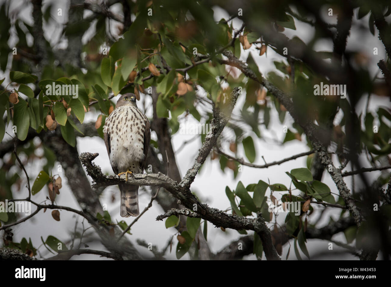 Little Sparrowhawk, Accipiter minullus, is the smallest accipiter in Southern Africa.  This juvenile seen in a mopane tree in Shingwedzi Rest camp, Kr Stock Photo