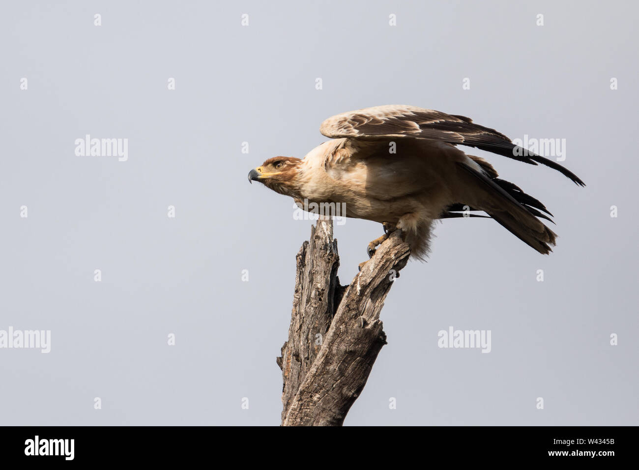 Color morphs of brown eagles like Steppe, Tawny, Wahlbergs, and Spotted make identification tricky. This Tawny eagle, Aquila rapax, has a  dark cap Stock Photo