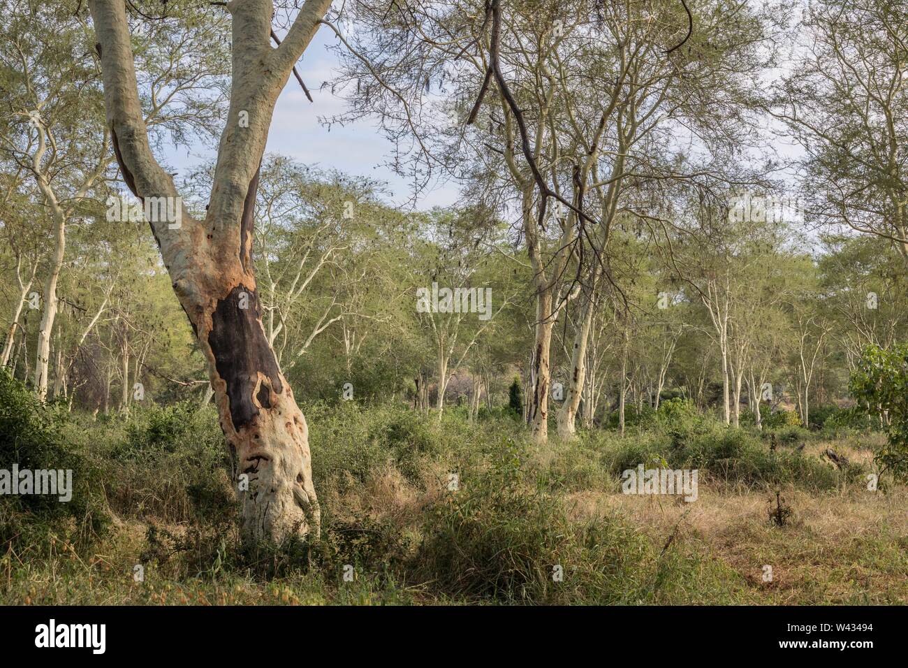 The remote Pafuri region in the far north of Kruger National Park, Limpopo, South Africa, is a favorite among many safari going tourists. Stock Photo