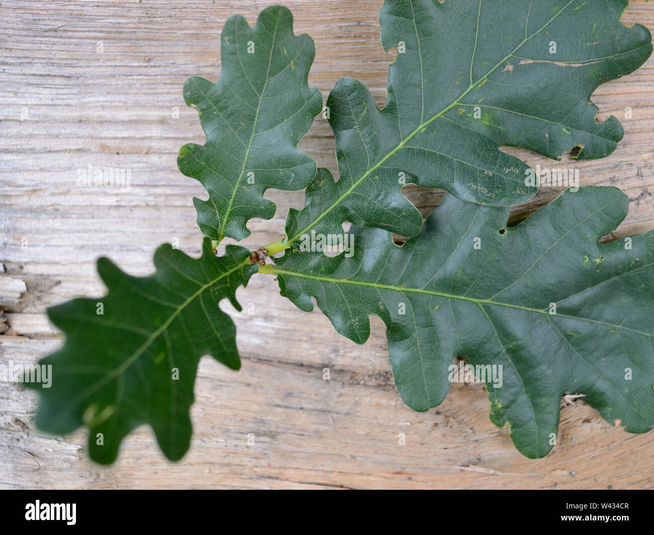 Close up, leaves of English oak, Quercus robur Stock Photo