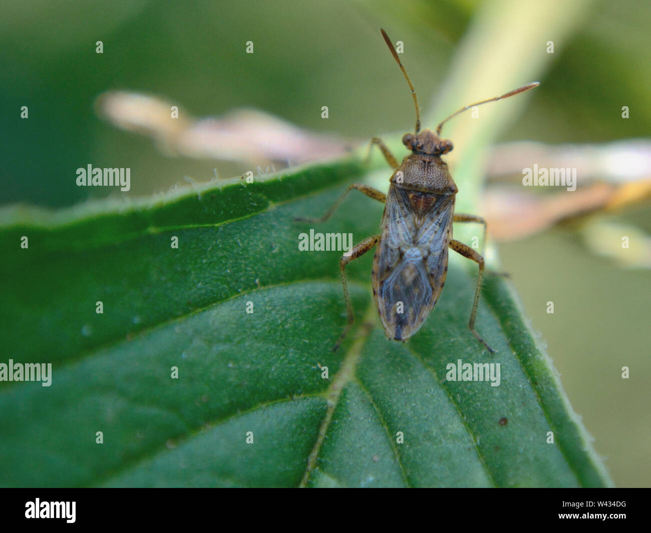 Alfalfa plant bug, Adelphocoris lineolatus Stock Photo