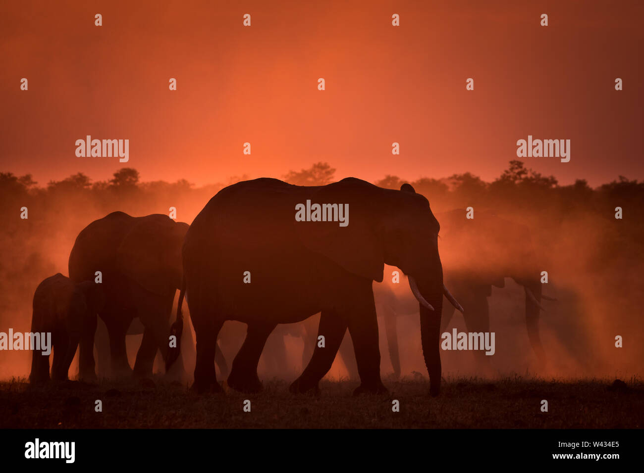Mooiplaas is a popular waterhole for elephants, Loxodonta africana, to come to drink at sunset in Mopani Region, Kruger National Park, South Africa Stock Photo