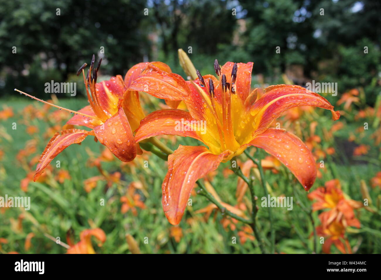 Bright orange tiger lilies growing in a field on a hot and sunny summer day, aka Ditch Lily