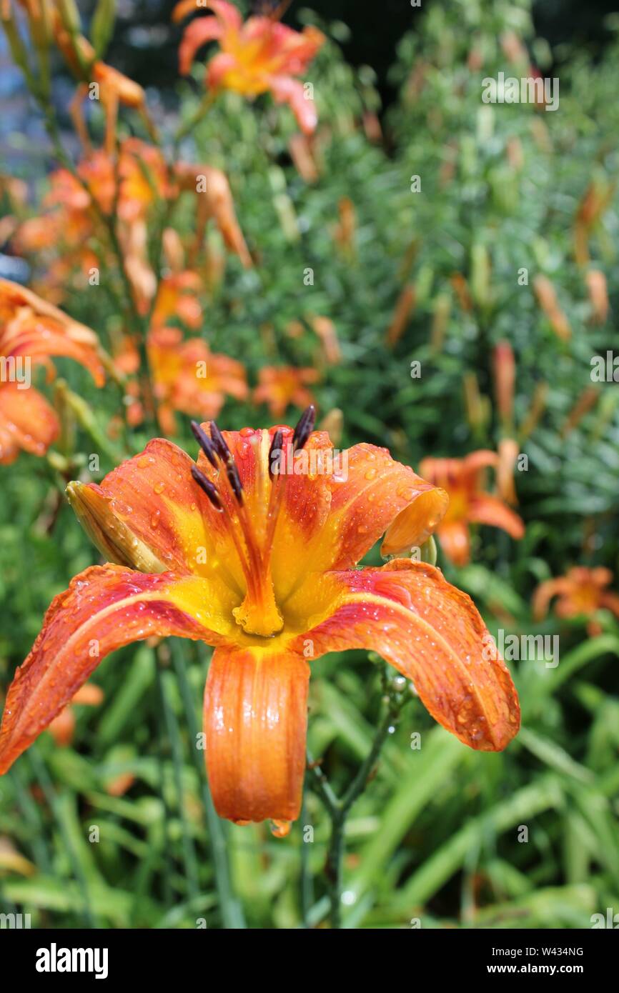 Bright orange tiger lilies growing in a field on a hot and sunny summer day, aka Ditch Lily