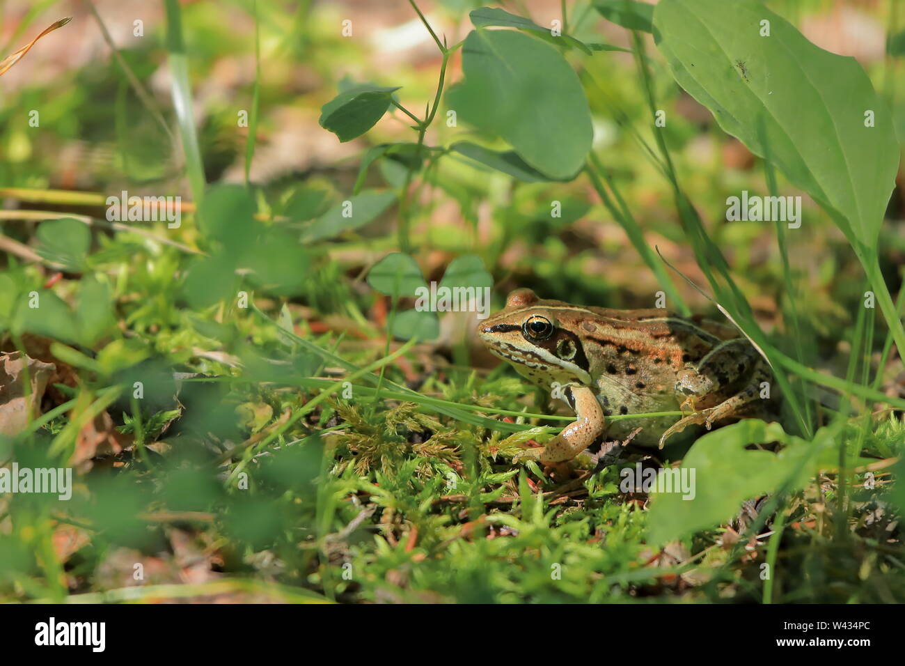 Wood Frog Lithobates sylvaticus in moss and clover Stock Photo Alamy