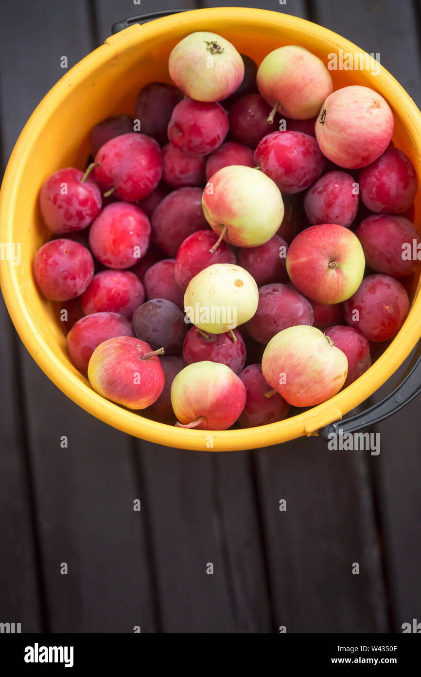 Bucket with yellow plums hires stock photography and images Alamy