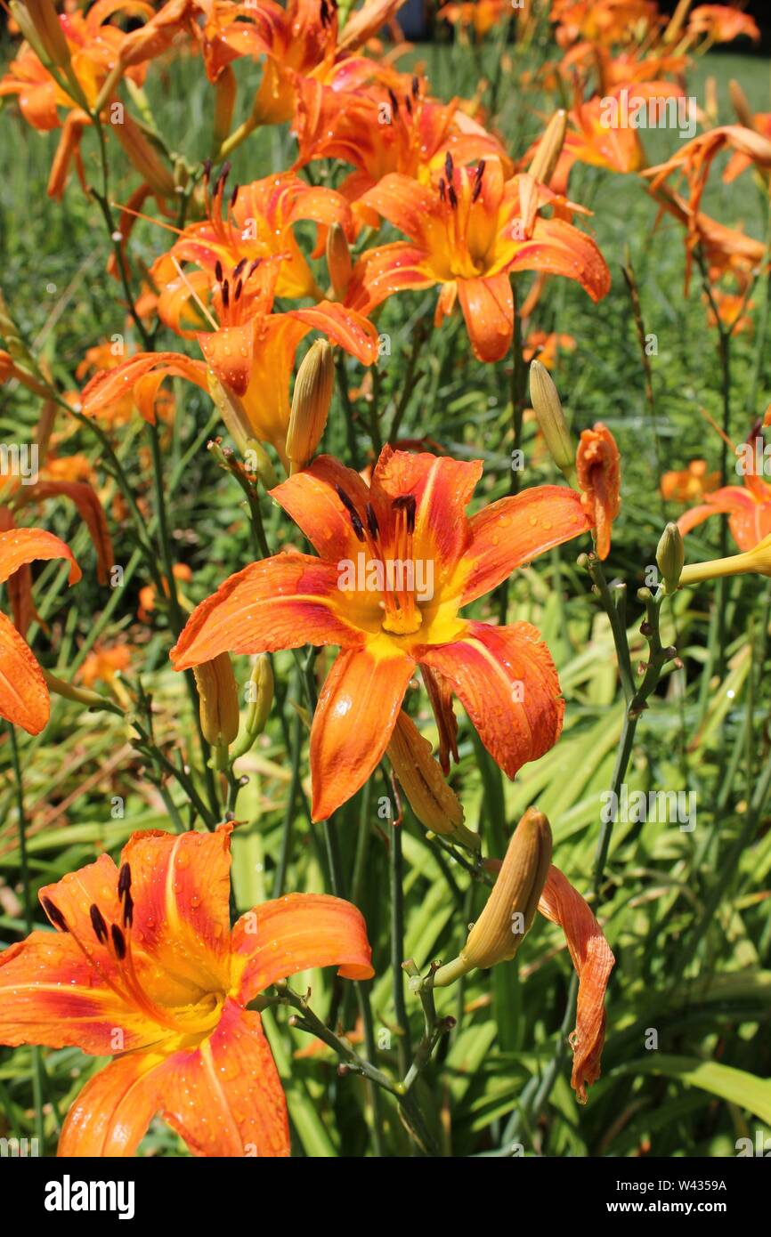 Bright orange tiger lilies growing in a field on a hot and sunny summer
