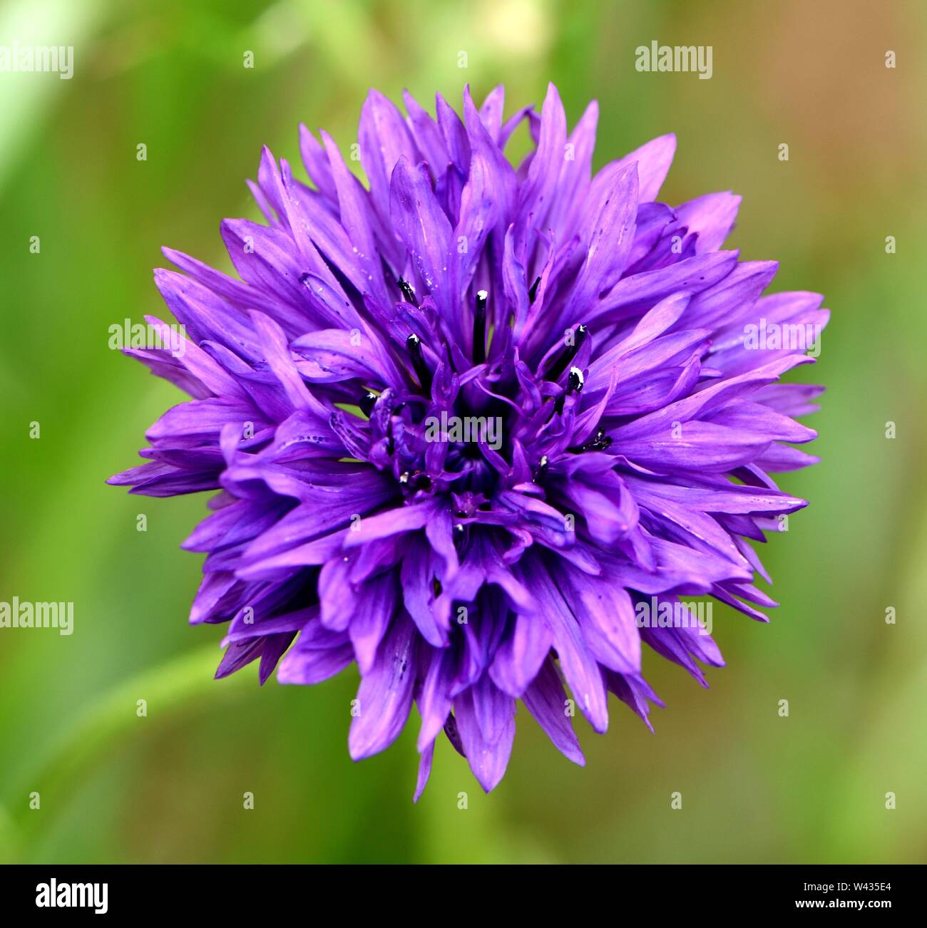 Macro of cornflower hires stock photography and images Alamy