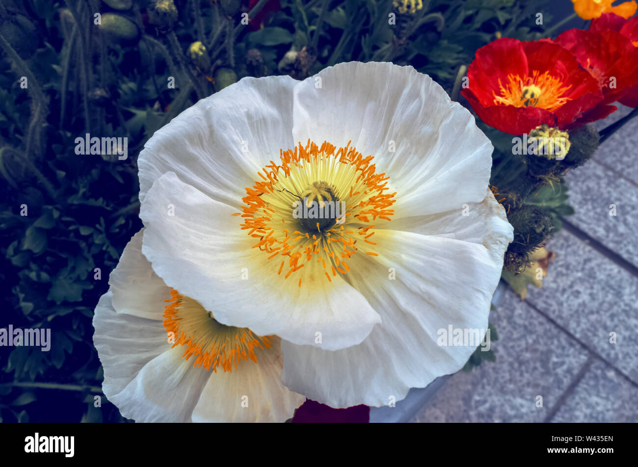 close up view of white cultivated iceland poppies outddor Stock Photo