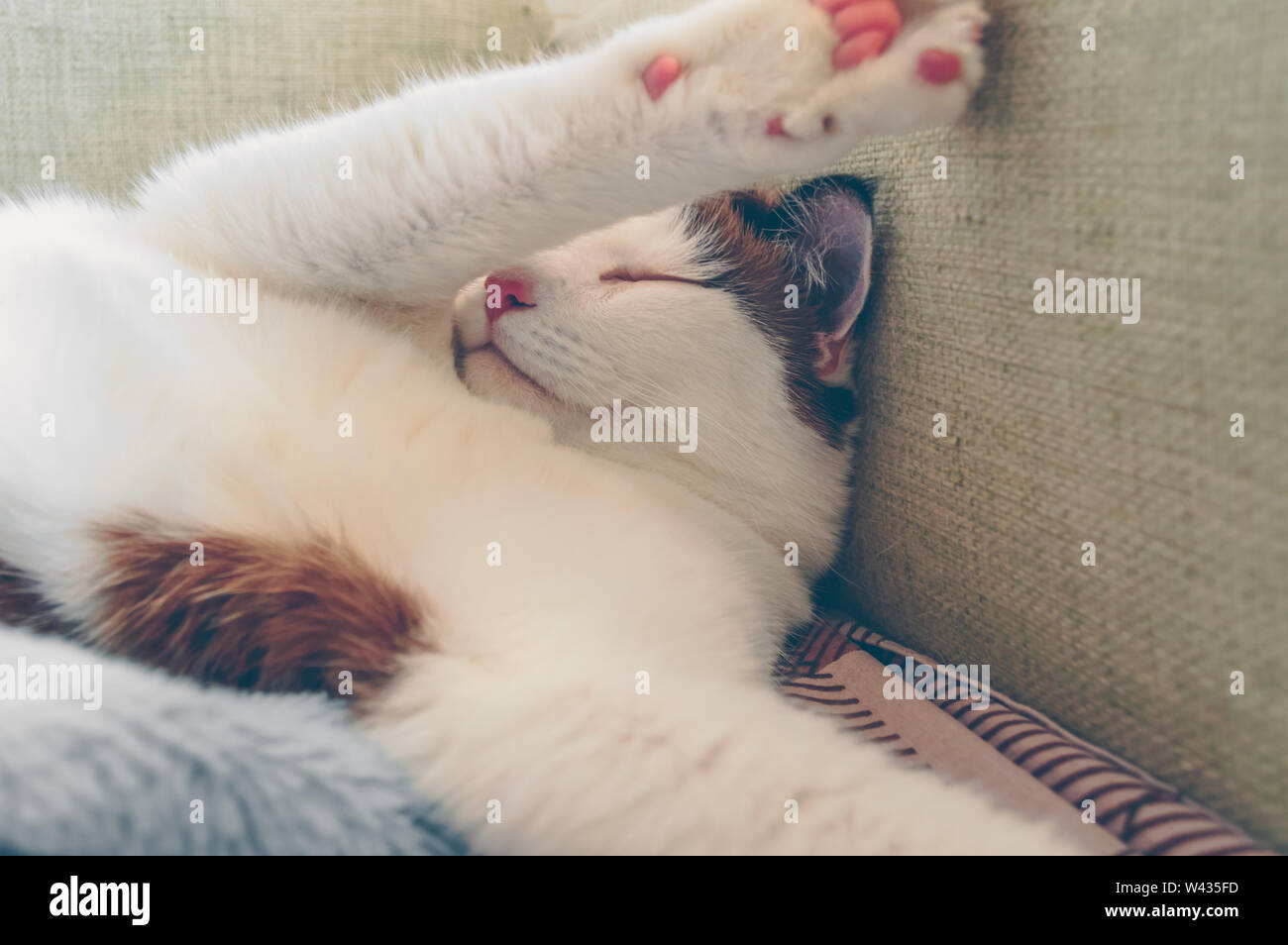 close up view of muzzle of sleeping cute cat with his paws up Stock