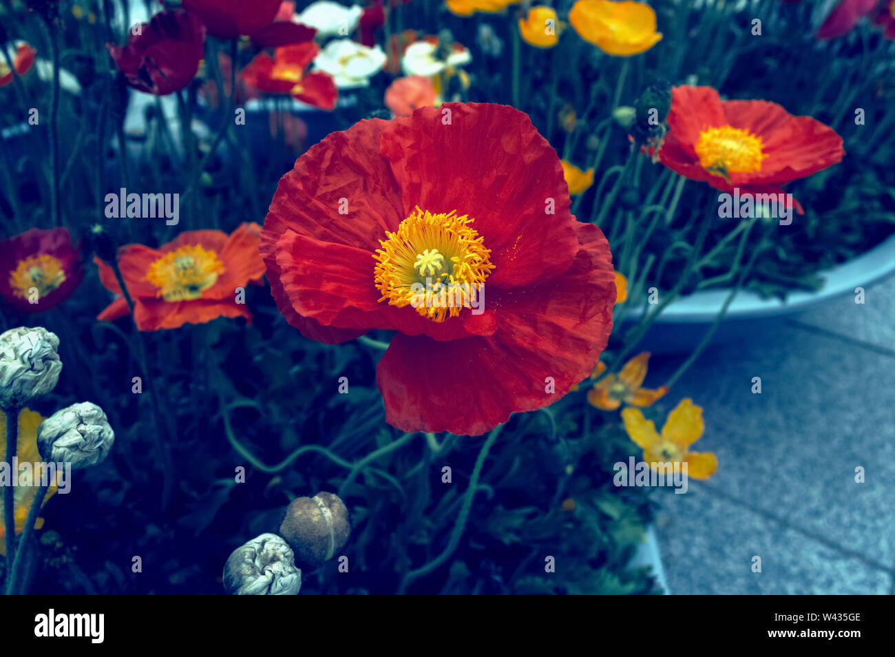 cultivated multicolored iceland poppies in flower pots outdoor Stock Photo