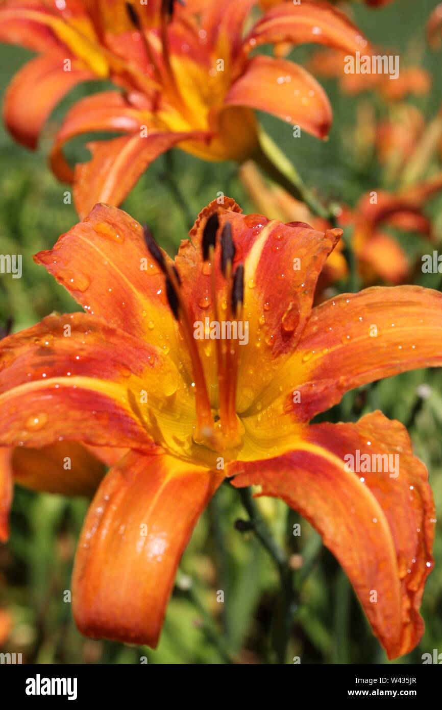 Bright orange tiger lilies growing in a field on a hot and sunny summer