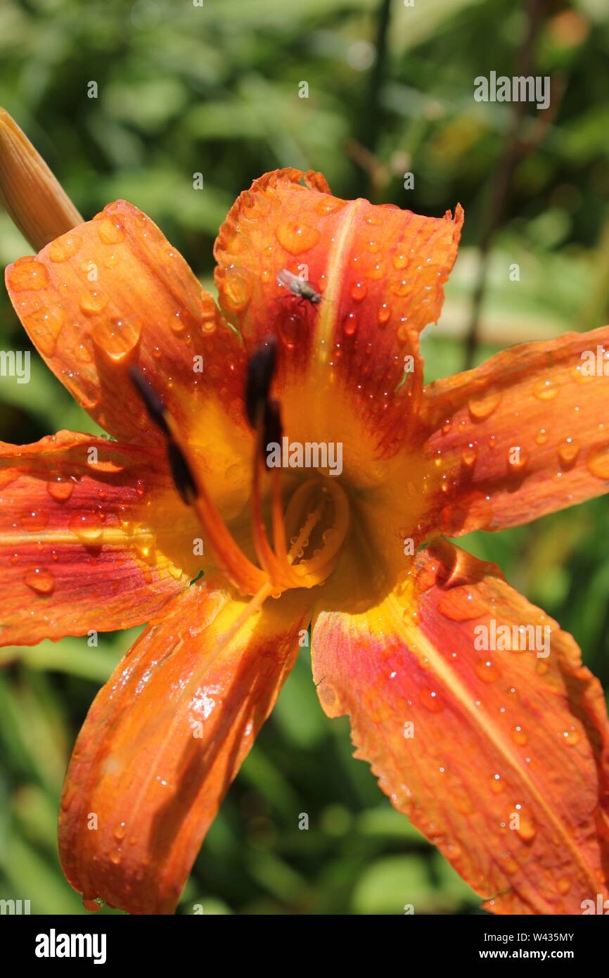 Bright orange tiger lilies growing in a field on a hot and sunny summer ...