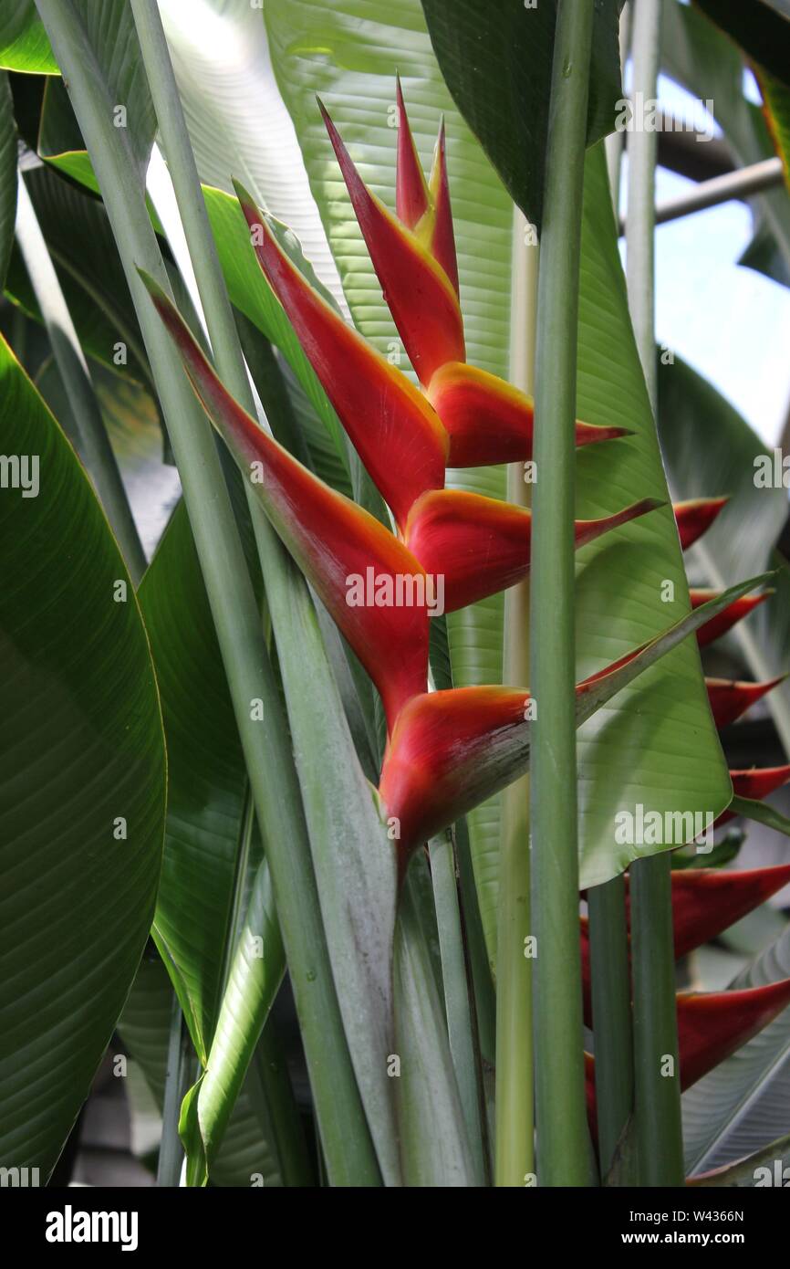 Red Heliconia Lobster Claw plant flower, aka Heliconia rostrata, parrot