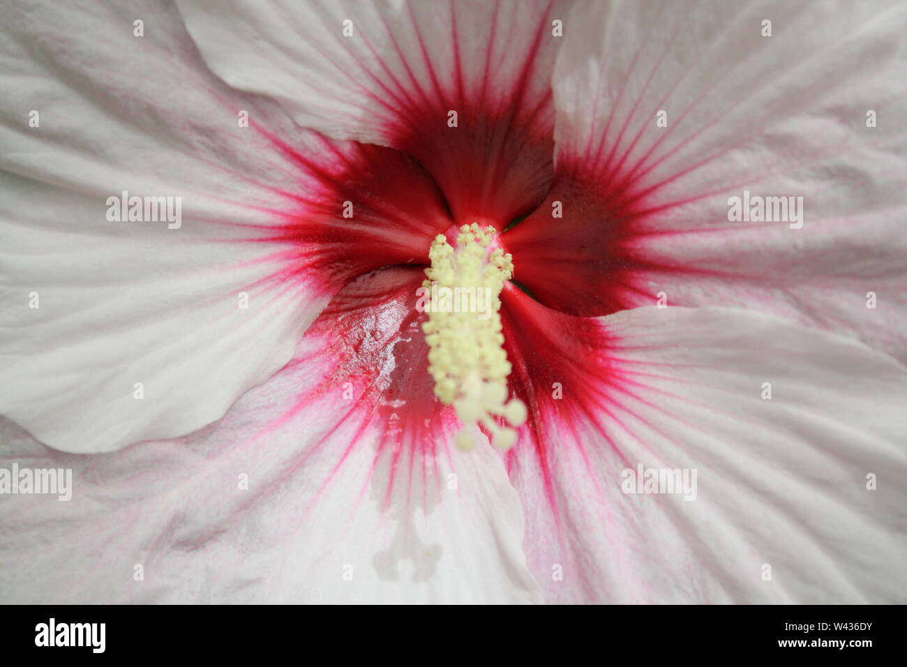 Luna white hibiscus flower blossom with a red eye and in full bloom. Stock Photo