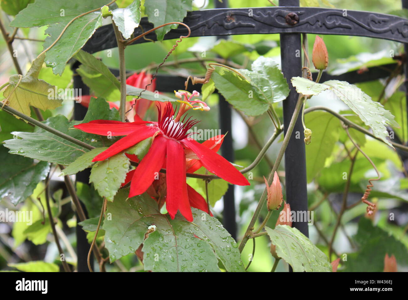 Red passion fruit flower in full bloom, passiflora racemosa, red passion flower, red passion