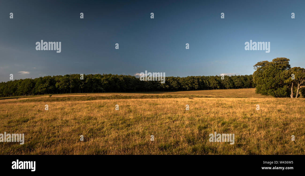 Ancient or medieval field systems and boundaries within Arundel Park, West Sussex, UK Stock Photo