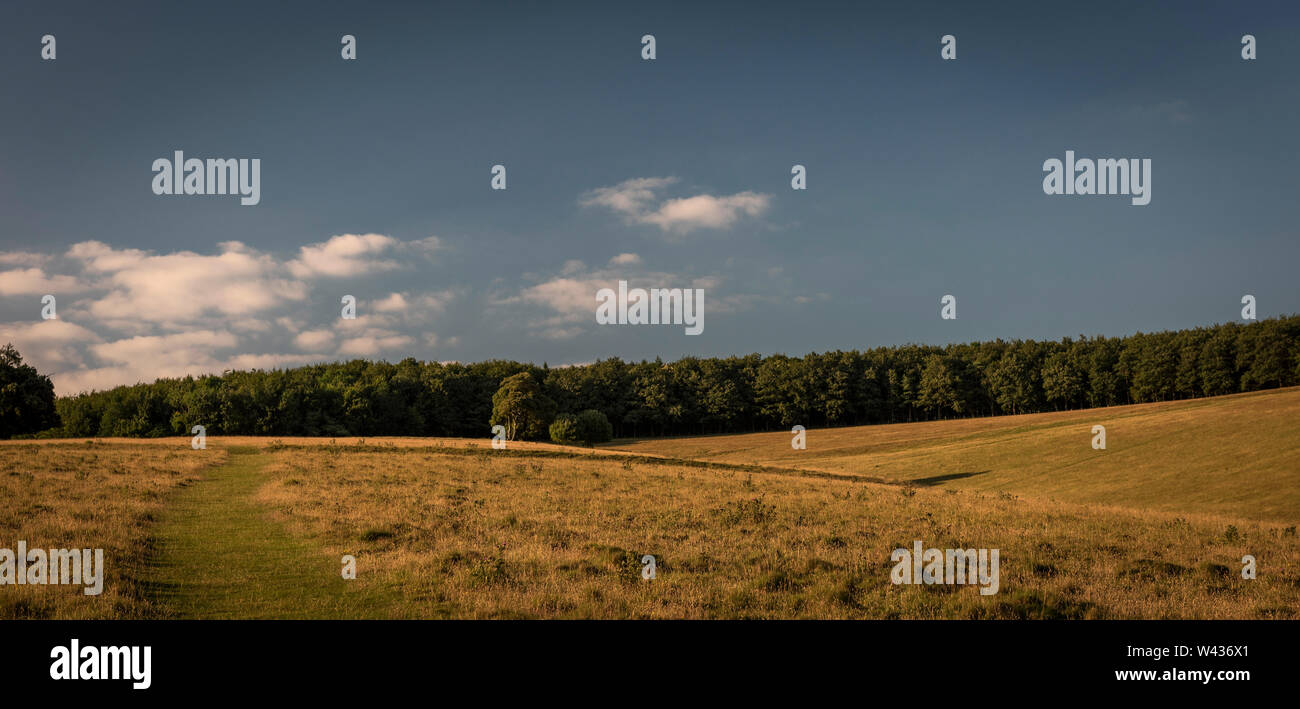 Ancient or medieval field systems and boundaries within Arundel Park, West Sussex, UK Stock Photo