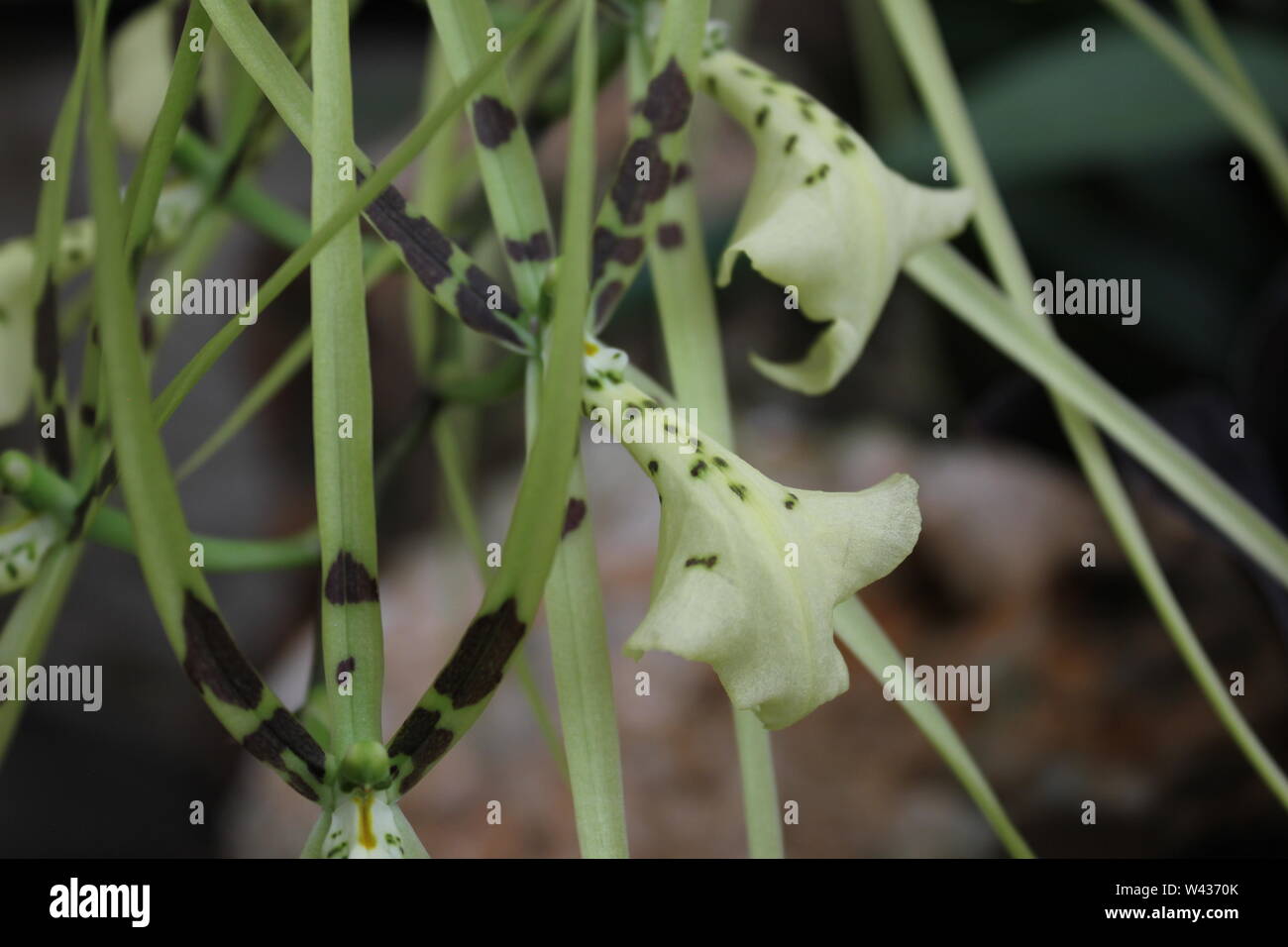 Stunning and beautiful rare green king and spider orchid, orchidacea, caladenia. Stock Photo