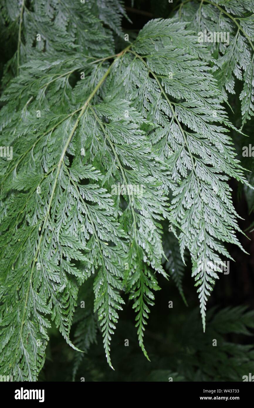Rabbit’s Foot Fern Plant, Davallia fejeensis, common houseplant Stock