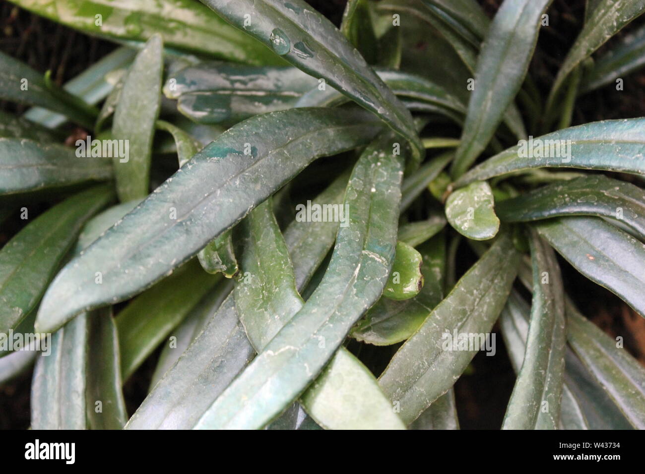 Very rare and unusual blue fern, oil fern, microsorum steerii, Microsorum thailandicum, Blue Strap Fern, Cobalt Fern, Scarab Fern, often seen in a night garden. Stock Photo